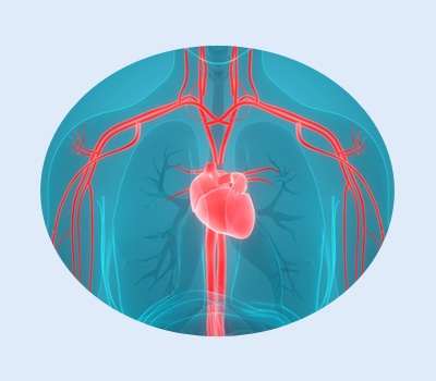 Cardiovascular